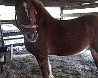 belgian-horse-for-sale