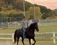 smokey-black-futurity-eligible-horse