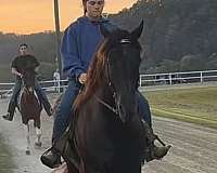 been-shown-rocky-mountain-horse