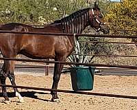 arabian-gelding