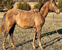 grey-star-sock-horse