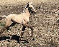 working-cattle-lusitano-horse