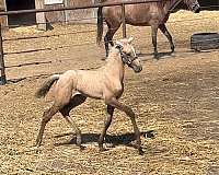 all-around-lusitano-horse