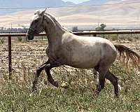 working-cattle-lusitano-horse