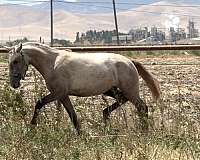 palomino-classical-horse