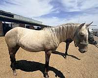 all-around-lusitano-horse