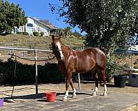 aqha-cutting-gelding