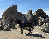 aqha-cutting-quarter-horse