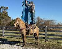 beginner-safe-tennessee-walking-horse