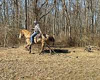 kentucky-mountain-tennessee-walking-horse