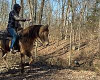 missouri-fox-trotter-tennessee-walking-horse