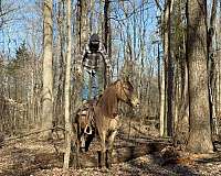 trail-tennessee-walking-horse