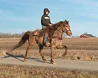 athletic-tennessee-walking-horse