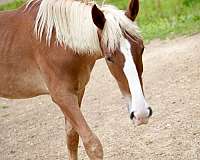 mountain-pleasure-horse-for-sale