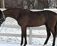 ranch-work-warmblood-horse