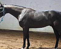 family-horse-warmblood