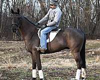 athletic-warmblood-horse