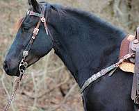 quarter-horse-friesian