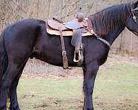 black-none-horse