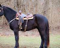 ranch-work-friesian-horse