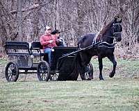 trail-friesian-horse