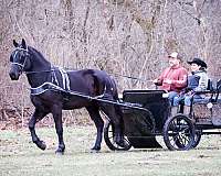 all-around-friesian-horse