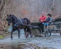 athletic-friesian-horse