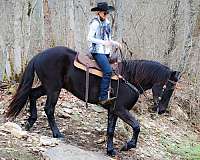 experienced-friesian-horse