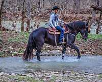 foundation-friesian-horse