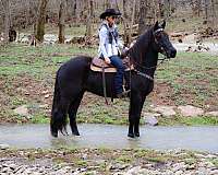 flashy-friesian-horse