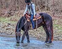 kid-safe-friesian-horse