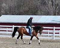 all-around-quarter-pony