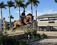 extremely-dutch-warmblood-horse