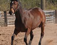 all-around-thoroughbred-horse