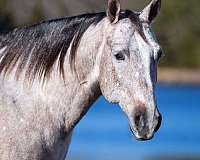 ranch-work-quarter-pony