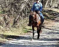 beginner-safe-quarter-horse