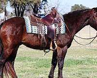 ranch-work-quarter-horse