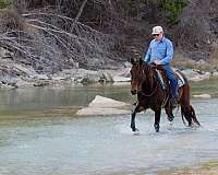 all-around-quarter-horse