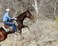 trail-quarter-horse