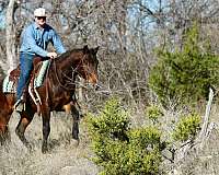 athletic-quarter-horse