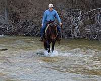 beginner-quarter-horse