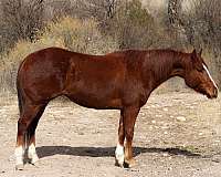 quarter-horse