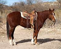 ranch-work-quarter-horse