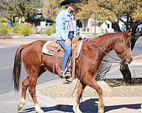 husband-safe-quarter-horse