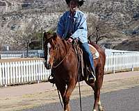 ranch-quarter-horse