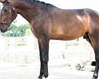 gelding-iberian-lusitano-horse