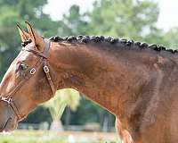 piro-free-iberian-lusitano-horse