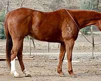 chestnut-blaze-rear-socks-horse