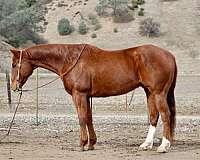 quarter-horse