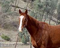 ranch-work-quarter-horse